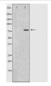 GNE Antibody