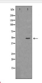 GNAS Antibody
