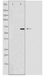 ELF1 Antibody