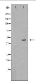CTSE Antibody