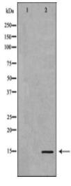 H3K9me3 Antibody