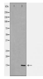 FABP7 Antibody