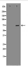 GAS2L1 Antibody