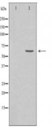GRK7 Antibody