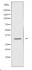 CGREF1 Antibody