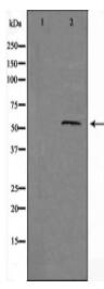 GPR176 Antibody
