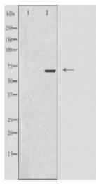 GNL1 Antibody