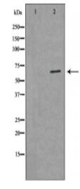 ESR1 Antibody
