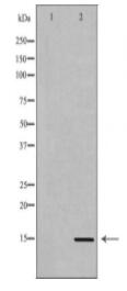 Histone H3K36me3 Antibody