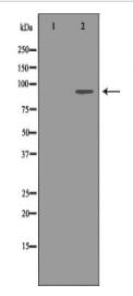 FGFR1 Antibody