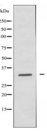 GRB2 Antibody