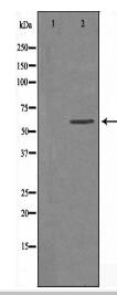ARHGEF5 Antibody