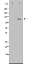 CUL1 Antibody