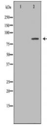 HGF Antibody