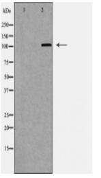 HDAC9 Antibody