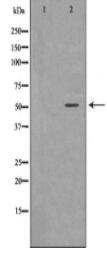 FH Antibody