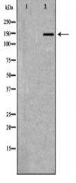 ERBB3 Antibody