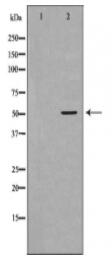 GSS Antibody