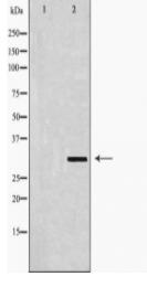 FasL Antibody