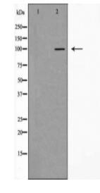 EMR1 Antibody