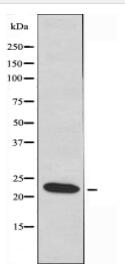ERD22 Antibody