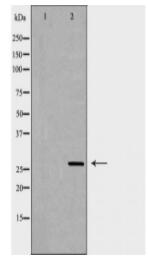 EIF6 Antibody