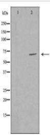 GRK6 Antibody