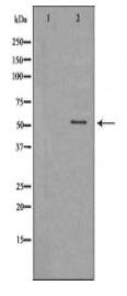 DLD Antibody