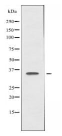FOXL1 Antibody