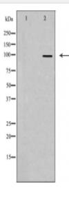 FAKD1 Antibody