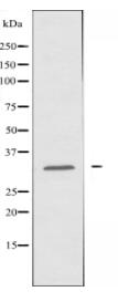 EIF3K Antibody