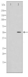 GFRA1 Antibody