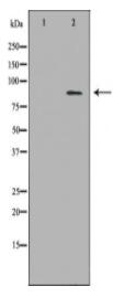 ECE1 Antibody