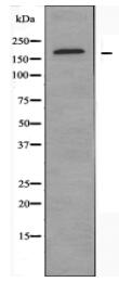 GRIN2D Antibody
