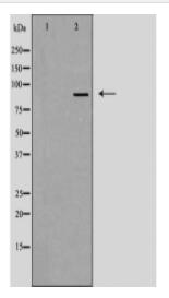 EIF4G2 Antibody