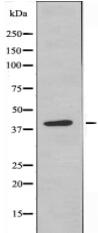 GPR27 Antibody
