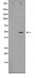 ENO1 Antibody