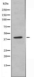 HLAH Antibody