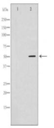 FKBP4 Antibody