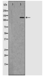 EGF Antibody