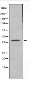 CXCR3 Antibody