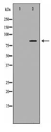 CD44 Antibody