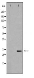 HMGB2 Antibody