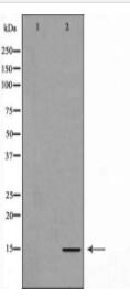 Histone H3R26me1 Antibody