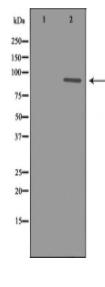 GSN Antibody