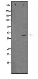 DCTN2 Antibody