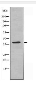 GNAL Antibody