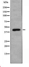 GALK1 Antibody