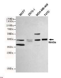 Wnt3a Mouse mAb