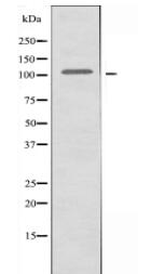 GPRC6A Antibody